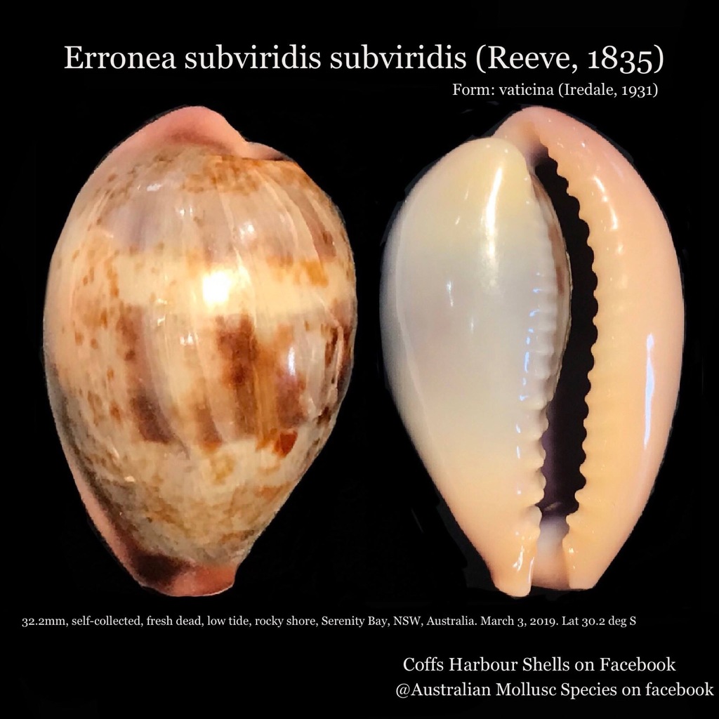 Blotched Green Cowrie