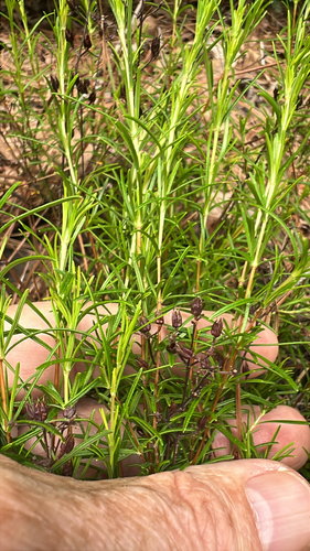 Hypericum lloydii, photograph 6