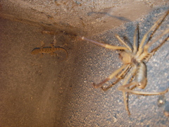 Galeodidae