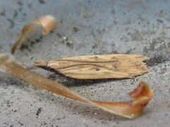 Dichomeris acuminatus