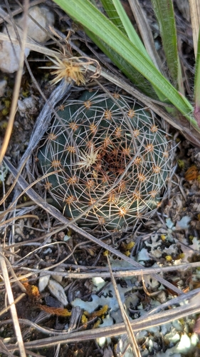 Aylostera tuberosa
