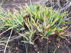 Euphorbia pseudotuberosa