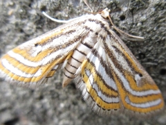 Parapoynx vittalis