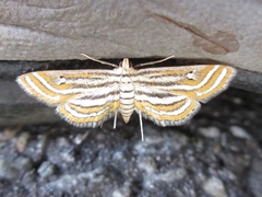 Parapoynx vittalis