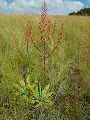 Aloe transvaalensis