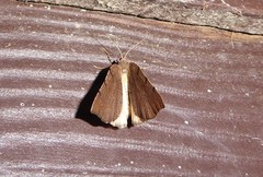 Sestra humeraria