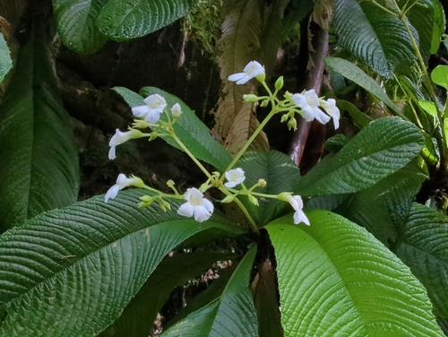 Resia ichthyoides