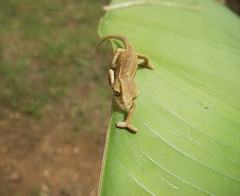 Chamaeleonidae