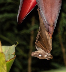 Epomophorus angolensis