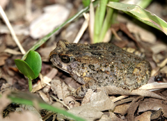 Sclerophrys pusilla