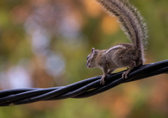 Funisciurus congicus