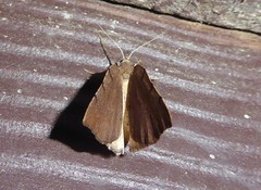 Sestra humeraria