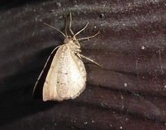 Sestra humeraria