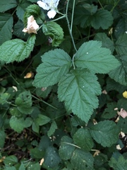 Rubus