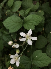 Rubus