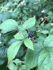 Rubus