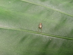 Svistella bifasciata