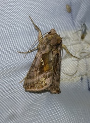 Autographa pulchrina