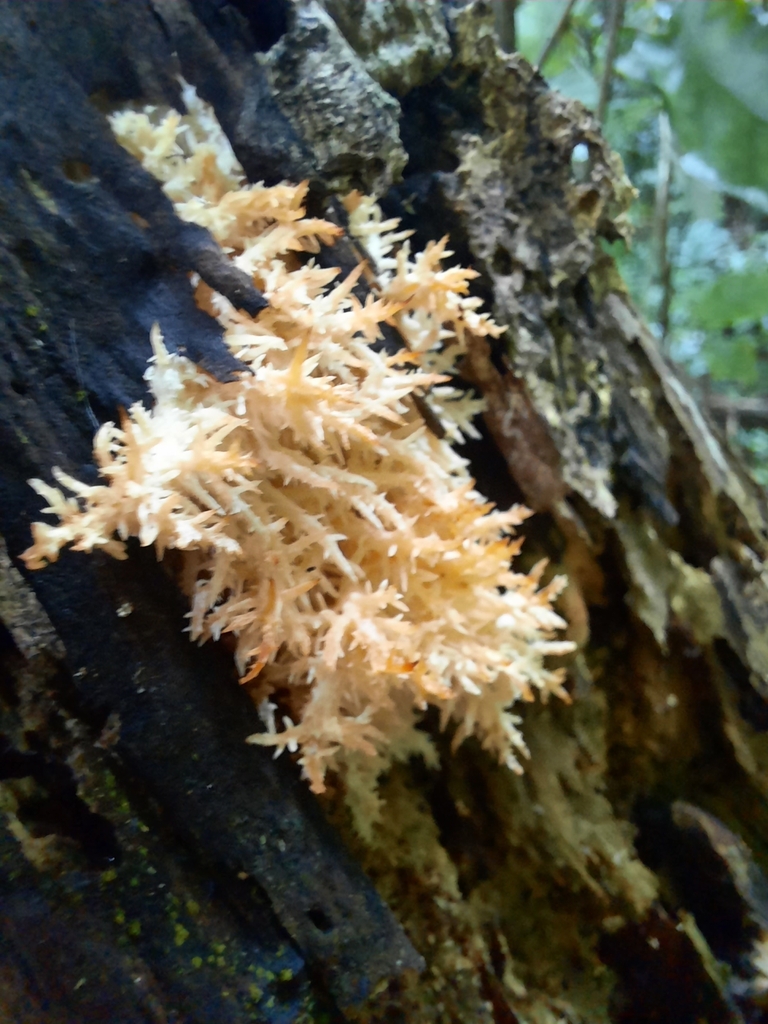 Hericium novae-zealandiae · May 2025 · photo: © maxxrandomnumbers (iNaturalist, cc0)