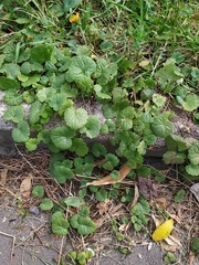 Glechoma hederacea