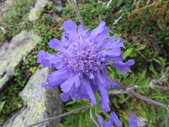 Scabiosa japonica