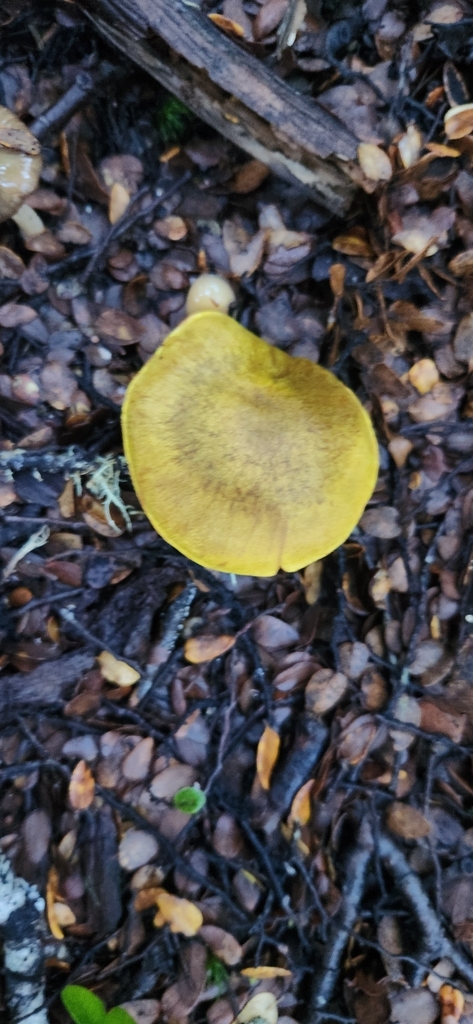 Cortinarius canarius · May 2025 · photo: © alamettyr (iNaturalist, cc-by)