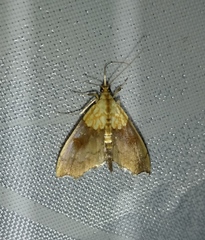 Agrotera nemoralis