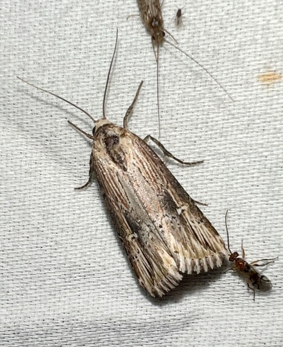Verbena Moth photo 4