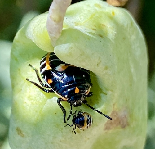 iNaturalist observation photo of Harlequin Bug
