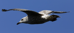 Larus argentatus