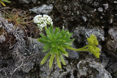 Heliotropium anomalum