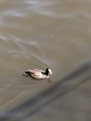 Fulica atra