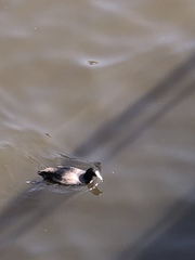 Fulica atra