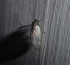 Wesmaelius subnebulosus