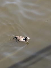 Fulica atra