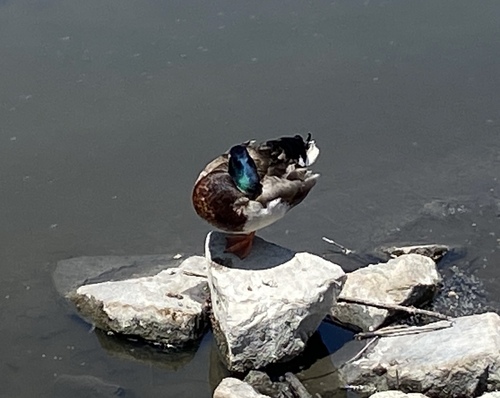 iNaturalist observation photo of Mallard