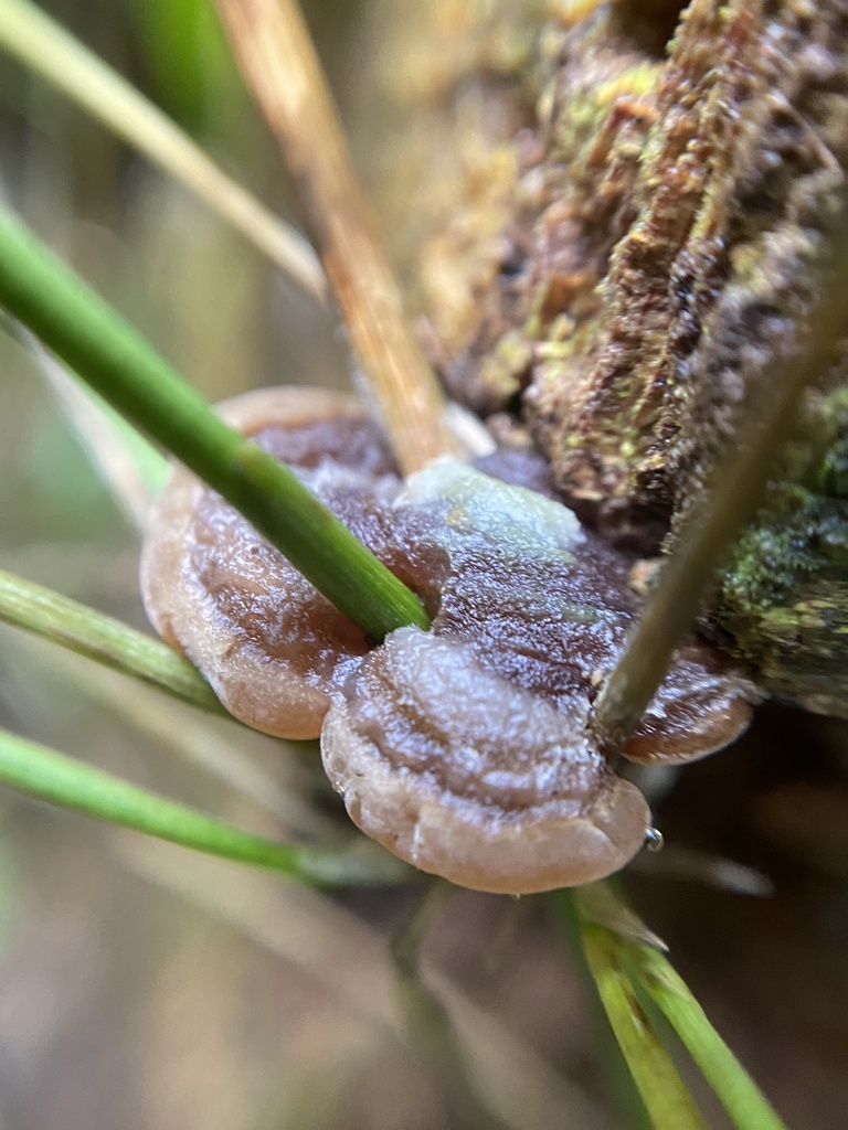 Auricularia brasiliana