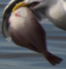 Platichthys stellatus