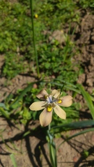 Moraea vegeta