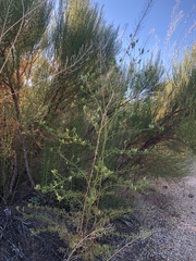 Cordylanthus rigidus