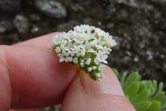 Heliotropium anomalum