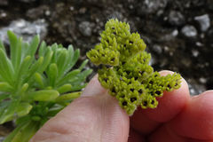 Heliotropium anomalum