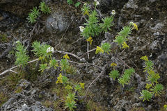 Heliotropium anomalum