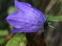 Campanula alaskana