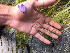 Campanula alaskana