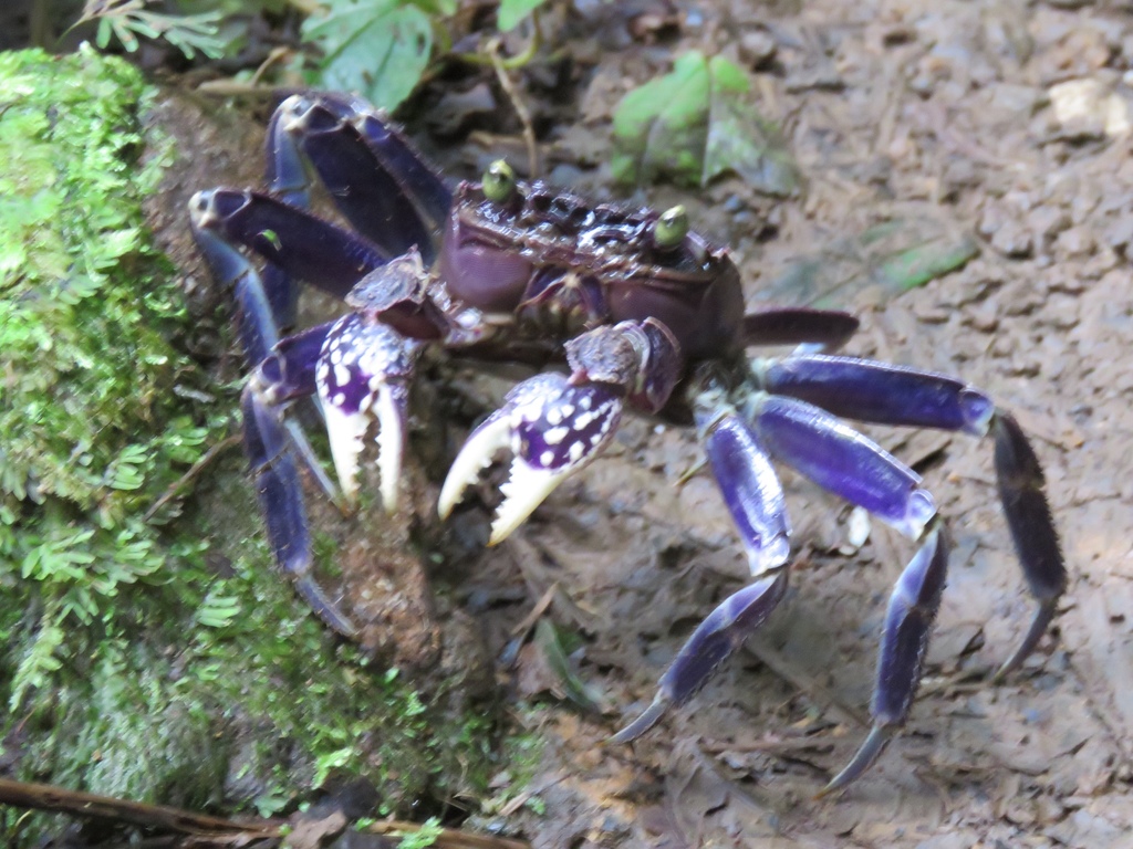 Sesarmops atrorubens