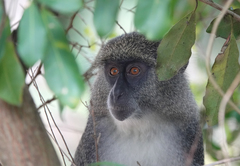 Cercopithecus mitis erythrarchus