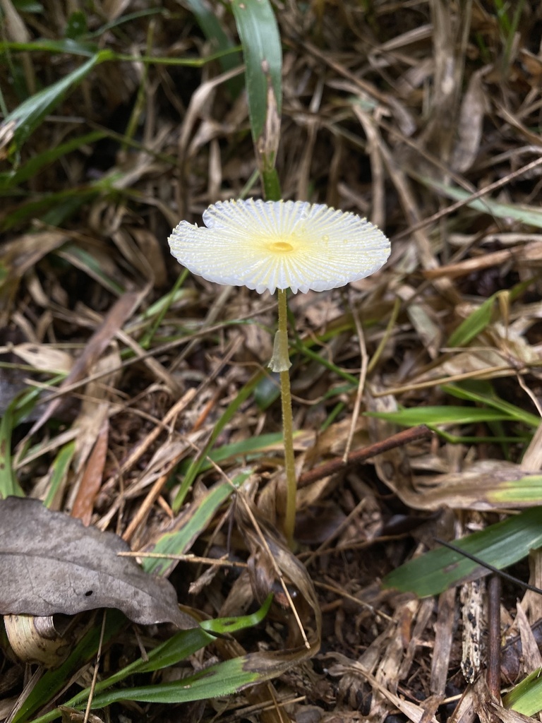 Leucocoprinus fragilissimus · May 2025 · photo: © tutitah (iNaturalist, cc0)