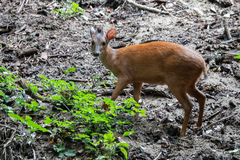 Cephalophorus natalensis