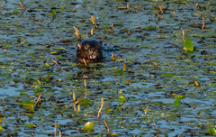 Hydrictis maculicollis